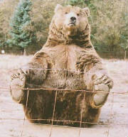 bear.jpg