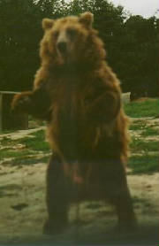 bear2.jpg