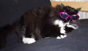 coolcat.jpg