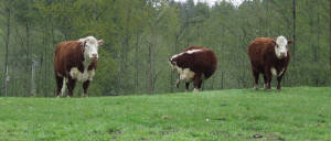 cows.jpg