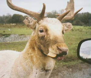 deer.jpg