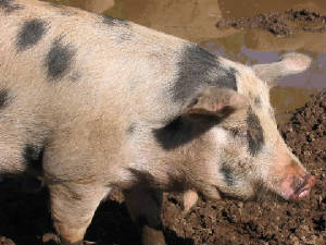 pig.jpg