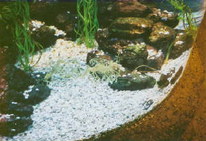 seadragon.jpg