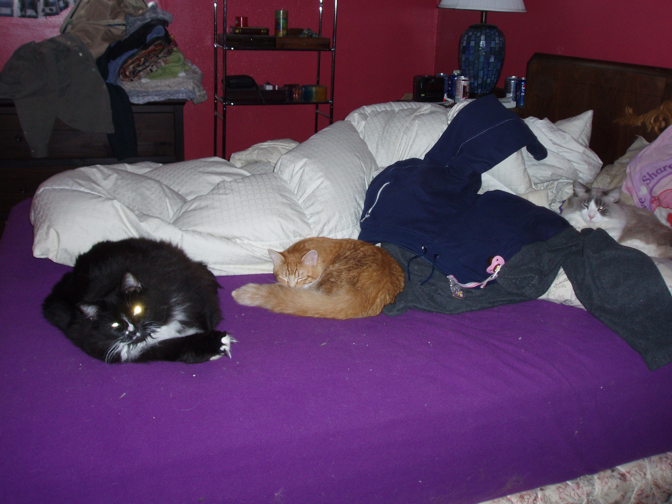 3kitties.jpg