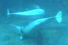 belugawhales.jpg