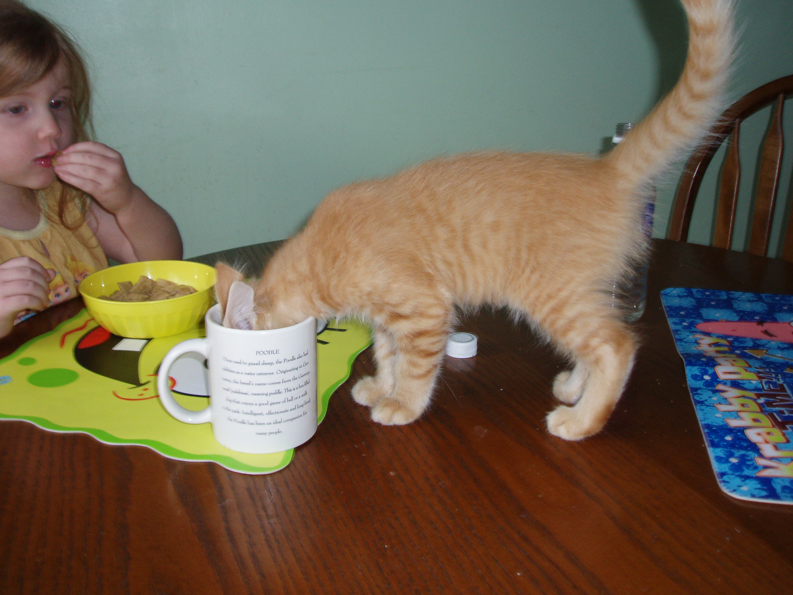 catlovesmilk.jpg