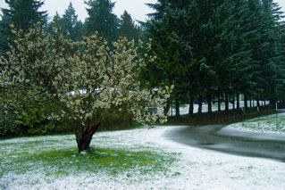 cherrytree.jpg