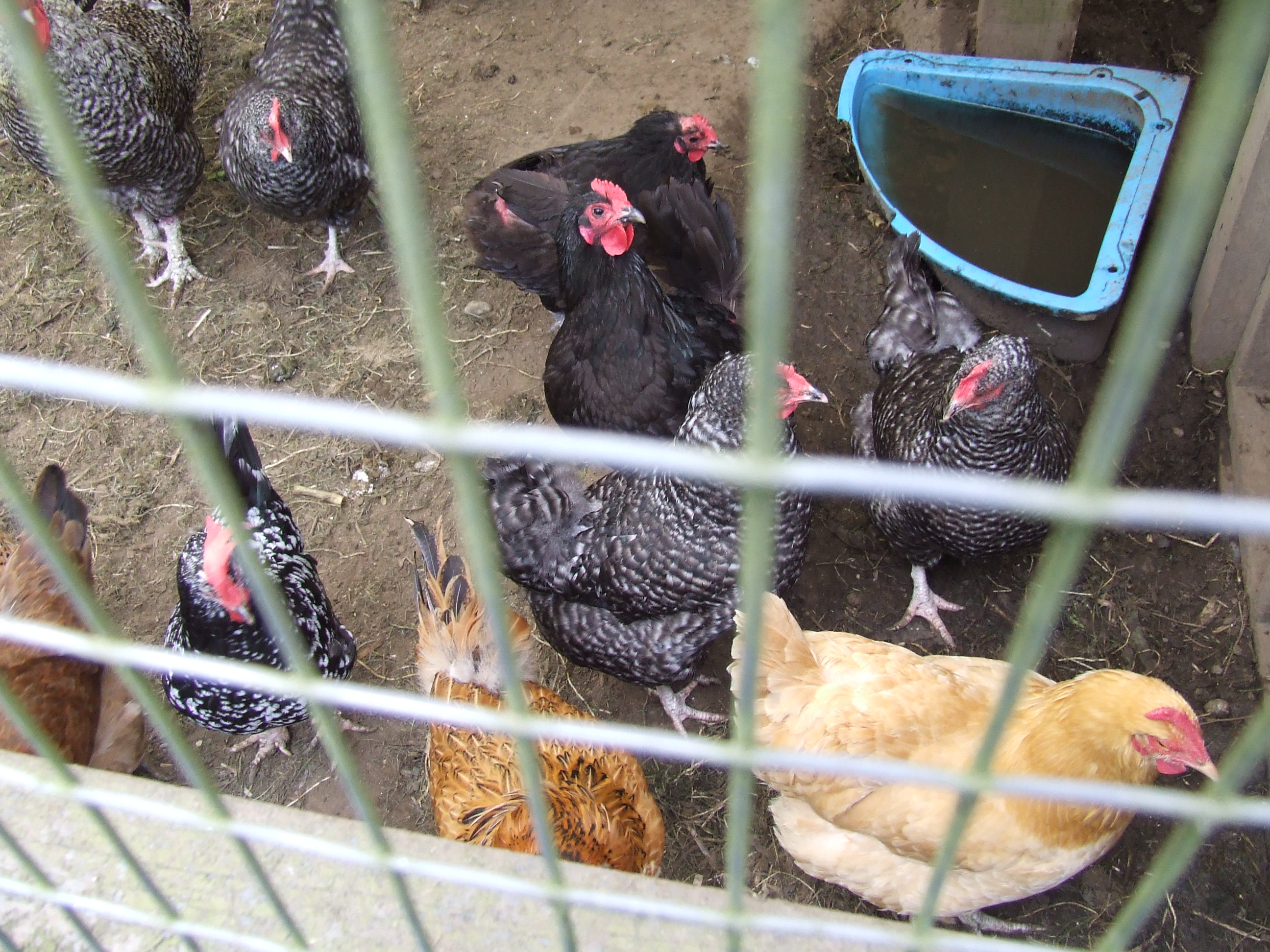 chickens.jpg