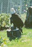 eagle.jpg
