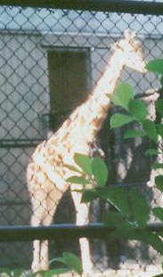 giraffe.jpg