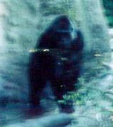 gorilla.jpg
