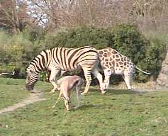 grazing.jpg