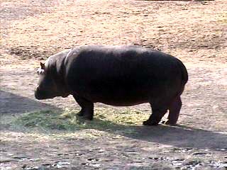 hippo.jpg