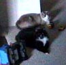 kitties.jpg