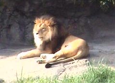 lion.jpg