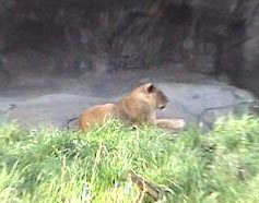 lioness.jpg