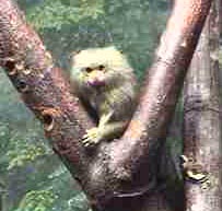 monkey.jpg