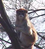 monkey2.jpg