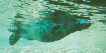 otter.jpg