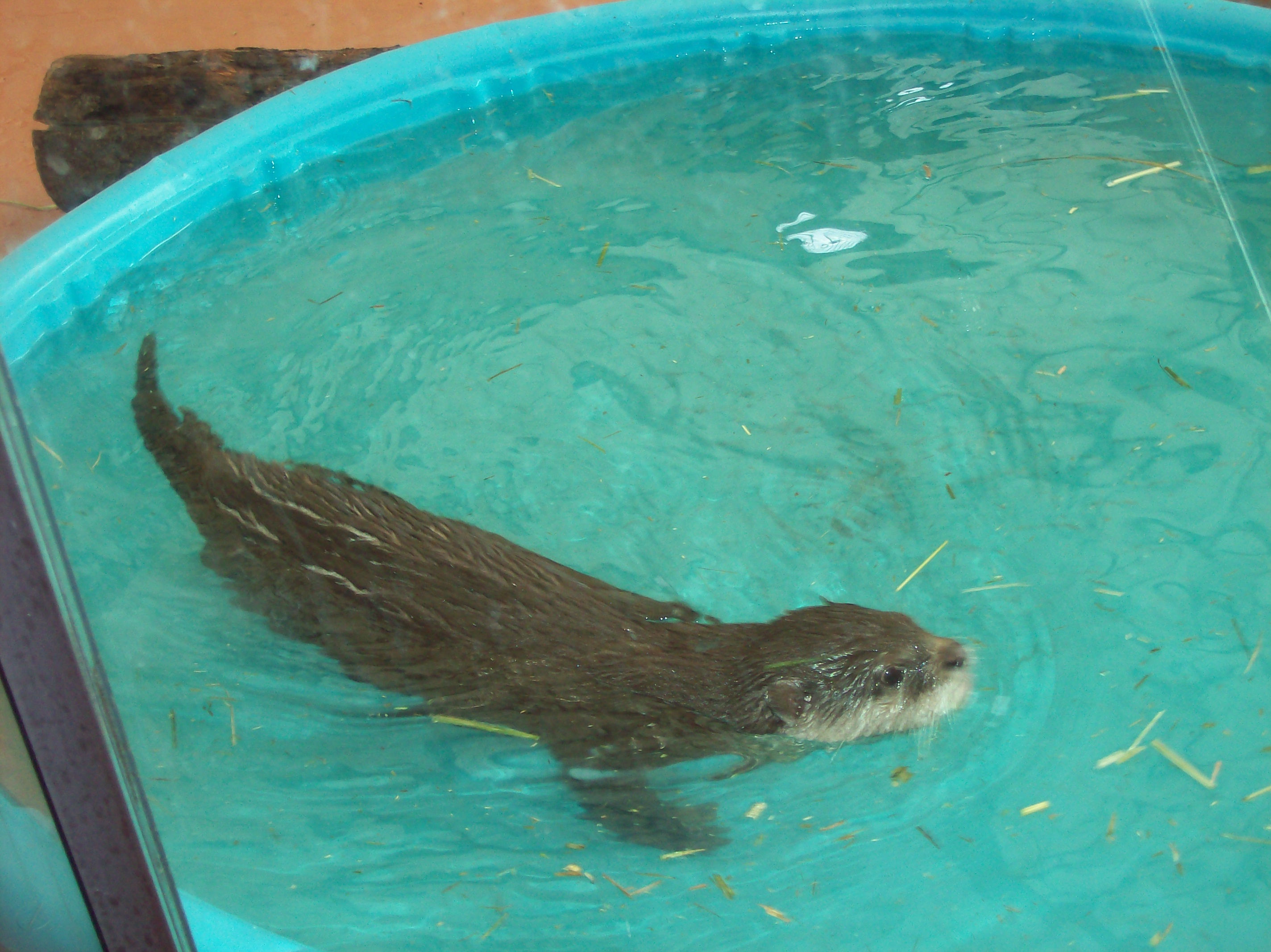 otter2.jpg