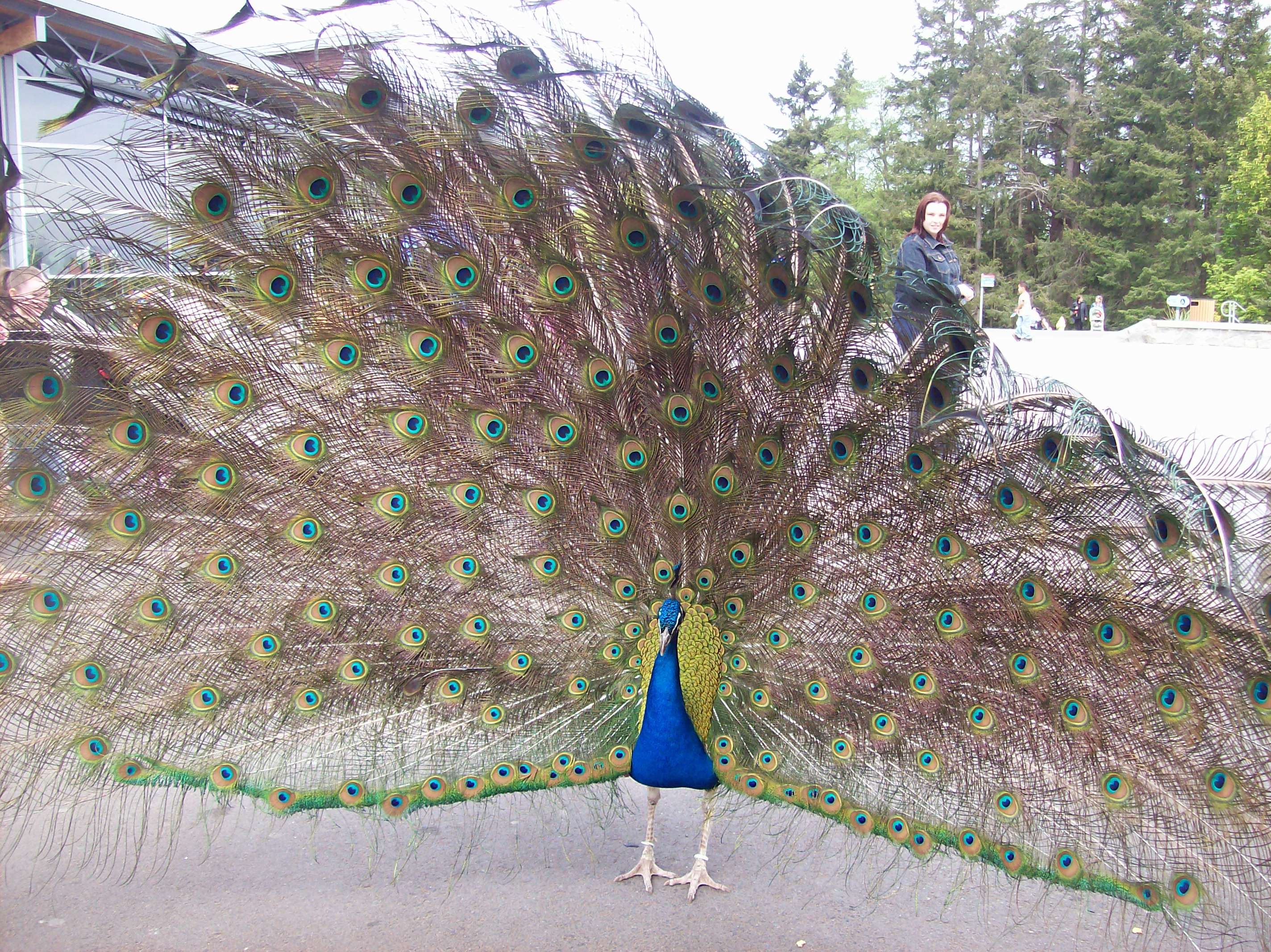 peacock.jpg