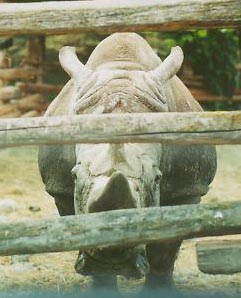 rino.jpg