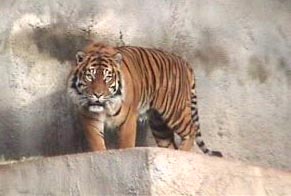 tiger.jpg
