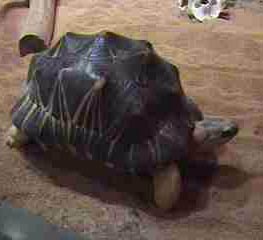 turtle.jpg