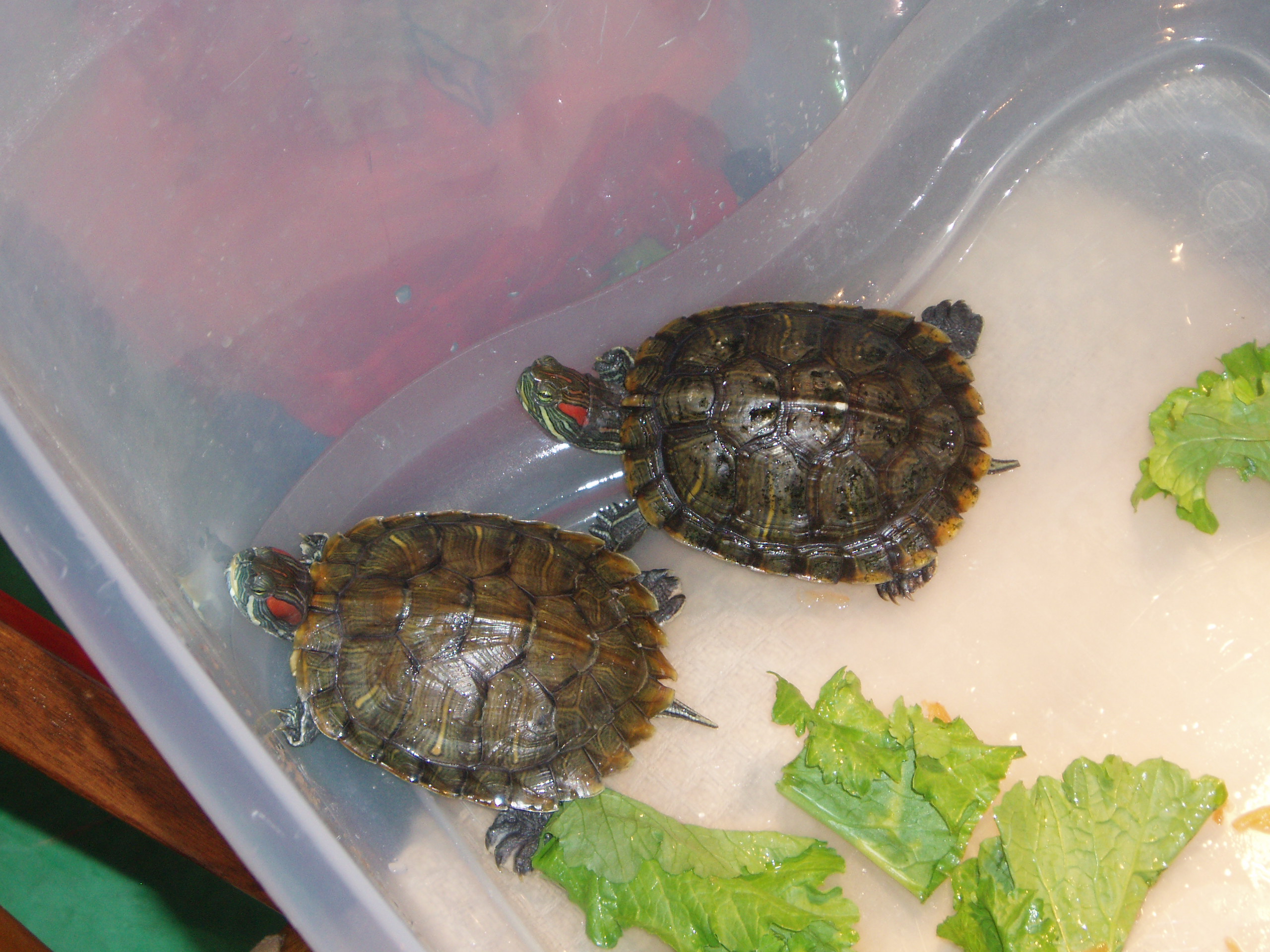 turtles.jpg