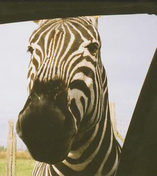 zebra.jpg