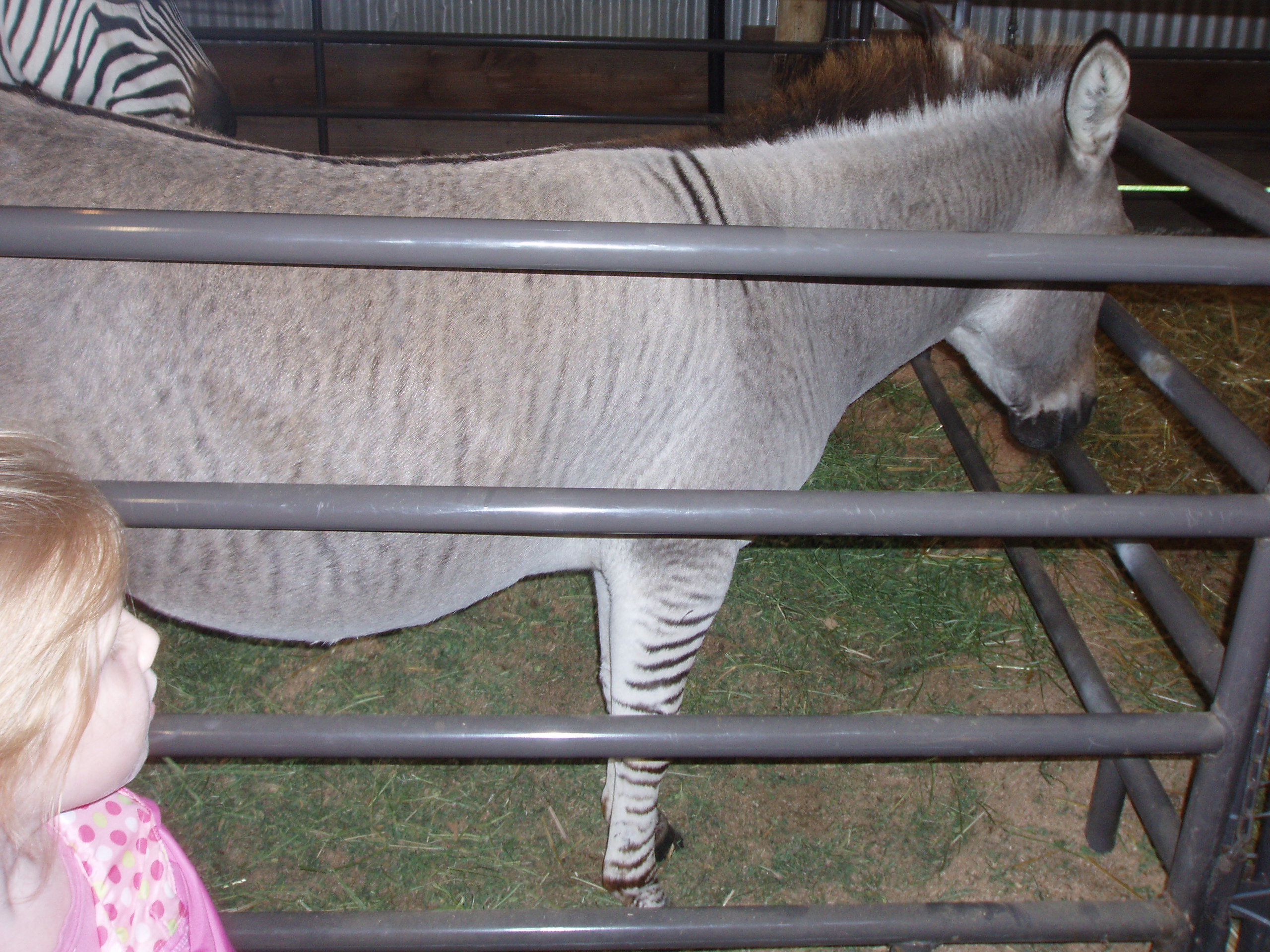 zonkey.jpg